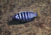 Tropheops microstoma, Otter Point