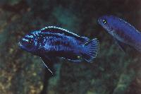 Metriaclima sp. 'msobo', Magunga-hane