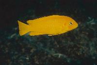 Metriaclima sp. 'msobo', Magunga-hona