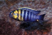 Tropheops sp. "red cheek", Likoma