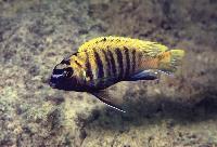 Tropheops sp. "red fin",  Liuli