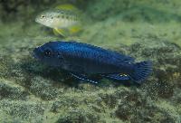 Pseudotropheus tursiops, Chizumulu