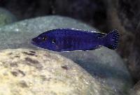 Pseudotropheus sp. "tursiops chitande"