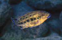 Pseudotropheus sp. 'williamsi tanzania', Makonde