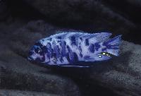 Metriaclima zebra, Masinje - Marmelade Cat-hane"
