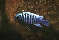 Metriaclima zebra, Makonde