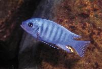 Metriaclima zebra, Lumbaulo