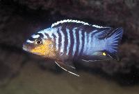 Metriaclima sp. "black dorsal", Maleri