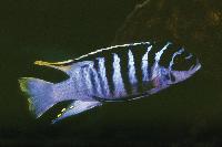 Metriaclima, sp. "zebra chilumba", Chitande