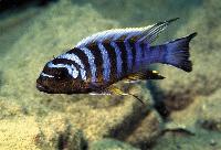 Metriaclima sp. "zebra long pelvic", Chesese