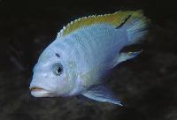Metriaclima sp. "mbenji", Mbenji