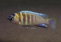 Metriaclima sp. "zebra patricki", Nkhomo Reef