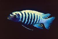 Metriaclima sp. "zebra slim", Higga Reef