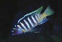 Metriaclima sp. "zebra yellow tail", Lupingu