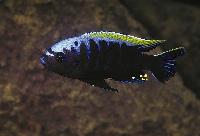 Cynotilapia sp. "mbamba", Nkhata Bay