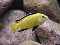 Labidochromis caeruleus