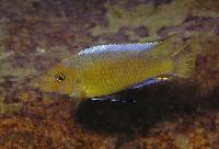 Labeotropheus trewavasae, Lumbaulo