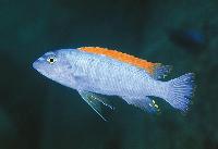 Labeotropheus trewavasae, Thumbi West