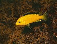 Labidochromis caeruleus, Kakusa