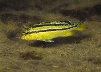 Melanochromis auratus, Thumbi West (hona)