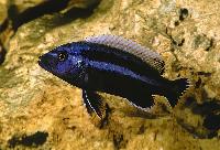 Melanochromis chipocae