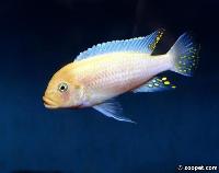 Metriaclima estherae, Minos Reef (hane) akvarieexemplar