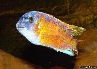 Labeotropheus chlorosiglos, Katale