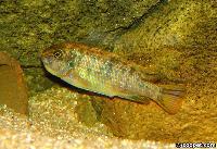 Labeotropheus chlorosiglos, Katale (hona)