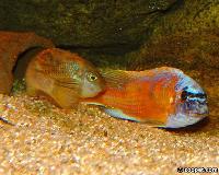 Labeotropheus chlorosiglos, Katale