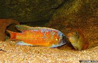 Labeotropheus chlorosiglos, Katale