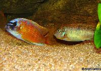 Labeotropheus chlorosiglos, Katale