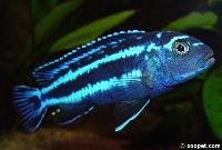 Pseudotropheus cyaneorhabdos