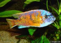Labeotropheus chlorosiglos, Katale