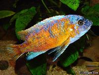 Labeotropheus chlorosiglos, Katale (OB-hane)