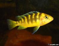 Pseudotropheus crabro