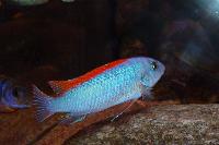 Labeotropheus trewavasae