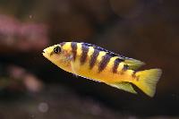 Pseudotropheus crabro