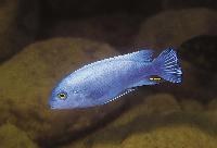 Metriaclima callainos, Nkhata Bay