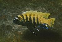 Metriaclima sp. "zebra gold", Nkhata Bay