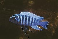 Metriaclima zebra, Nkhungu