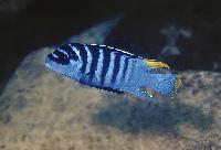 Metriaclima sp. "zebra chilumba"