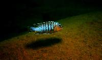Metriaclima flavifemina, Maleri