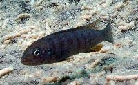 Chindongo bellicosus, Maleri