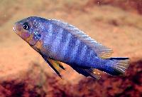 Metriaclima sp. 'dumpy'