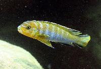 Chindongo cyaneus