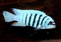 Metriaclima sp. 'zebra chilumba', Maison Reef