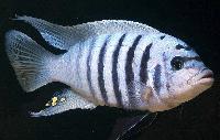 Metriaclima sp. 'zebra chilumba', Maison Reef
