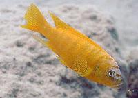 Metriaclima sp. 'zebra gold', Lions Cove