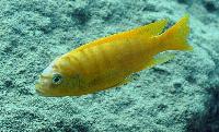 Metriaclima sp. 'zebra gold', Lions Cove