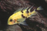 Metriaclima zebra, Metangula" (OB-hona)
